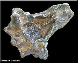 Pawpawsaurus Nodosaurid Ankylosaur skull (lacking mandibles) Dinosaur Ankylosaurus skull cast replica