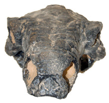 Load image into Gallery viewer, Pawpawsaurus Nodosaurid Ankylosaur skull (lacking mandibles) Dinosaur Ankylosaurus skull cast replica