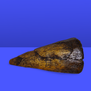 Iguanodon Thumb Spike claw cast replica