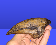 Charger l&#39;image dans la galerie, Acrocanthosaurus Foot Toe claw cast replica