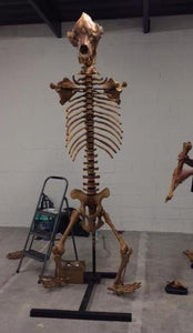 Cave Bear skeleton cast replica 10 ft tall!