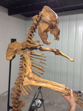 Load image into Gallery viewer, Cave Bear skeleton cast replica 10 ft tall!