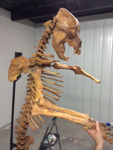 Cave Bear skeleton cast replica 10 ft tall!
