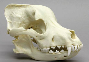 Pitbull Skull #1 Pitbull dog skull cast replica Pit bull BC-186