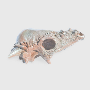 Pachycephalosaurus skull cast replica