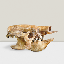 Load image into Gallery viewer, Eremotherium Ground Sloth skull cast replica #2