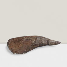 Load image into Gallery viewer, Triceratops Horn cast replica TMF
