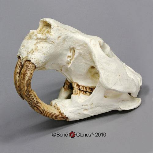 Giant Fossil Beaver Skull cast replica (Price updated 7/24)