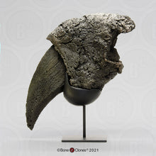 Load image into Gallery viewer, Eremotherium Ground Sloth claw cast replica with stand