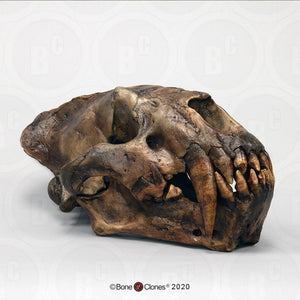Xenosmilus hodsonae Skull
Cast replica Xenosmilus hodsonae.