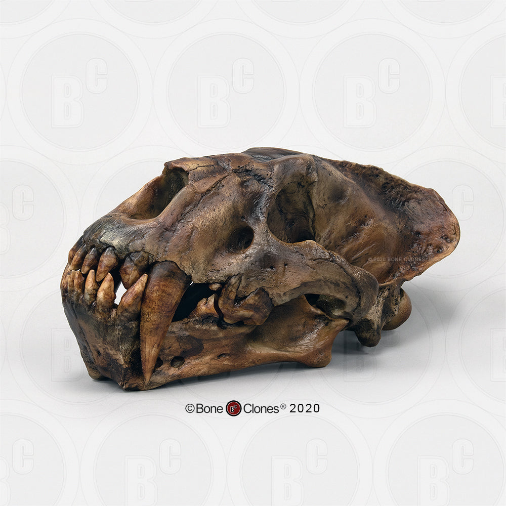 Xenosmilus hodsonae Skull
Cast replica Xenosmilus hodsonae.