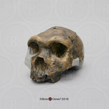 画像をギャラリービューアに読み込む, Bodo Homo heidelbergensis  cranium replica Full-size cast 2023