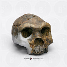 画像をギャラリービューアに読み込む, Bodo Homo heidelbergensis  cranium replica Full-size cast 2023