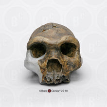 Cargar imagen en el visor de la galería, Bodo Homo heidelbergensis  cranium replica Full-size cast 2023