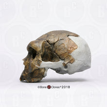 Load image into Gallery viewer, Bodo Homo heidelbergensis  cranium replica Full-size cast 2023