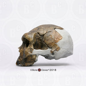 Bodo Homo heidelbergensis  cranium replica Full-size cast 2023