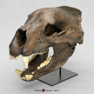 Bear: Arctodus Short Faced Bear skeleton fossil cast replica Updated 2023