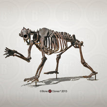 Load image into Gallery viewer, Bear: Arctodus Short Faced Bear skeleton fossil cast replica Updated 2023