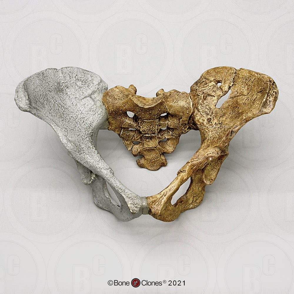 Lucy Pelvis Australopithecus afarensis pelvis hips cast replica