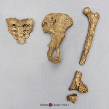 Laden Sie das Bild in den Galerie-Viewer, Lucy Pelvis Australopithecus afarensis pelvis hips cast replica Price Updated 2023