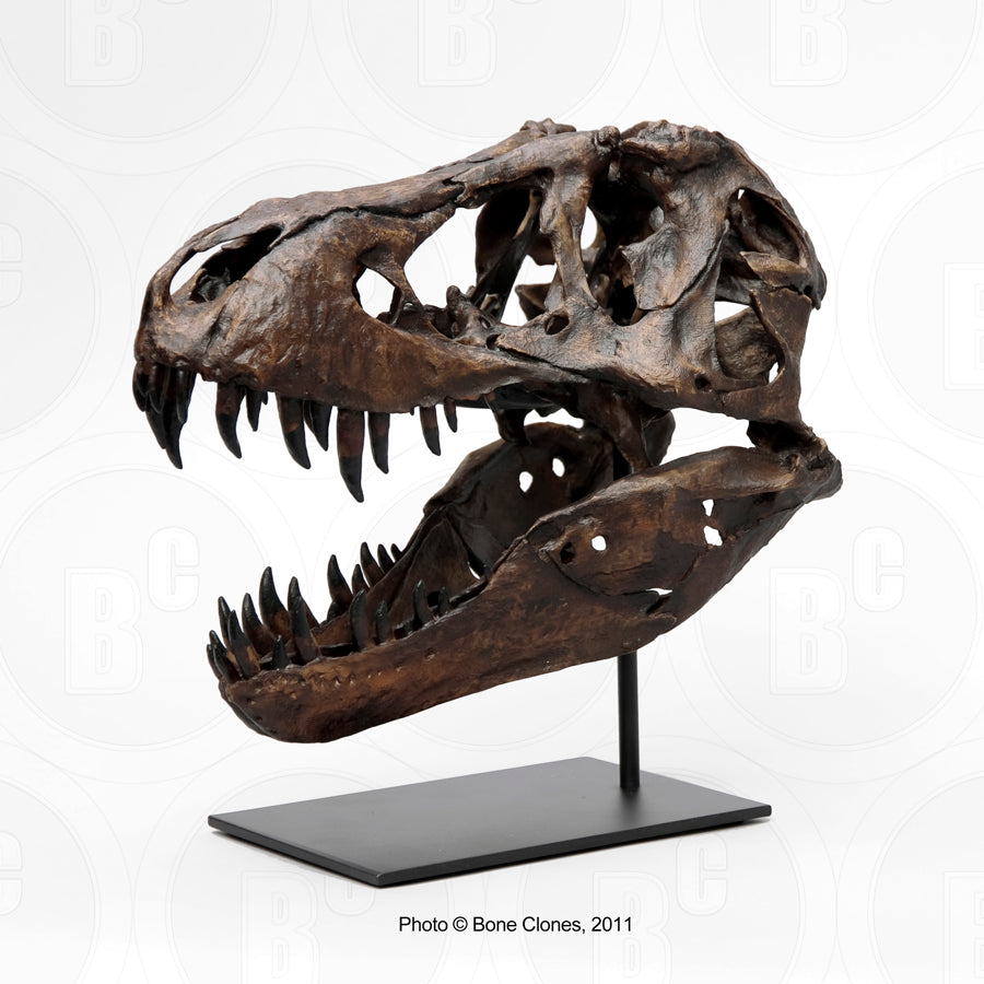 T-rex:  Stan theT.rex 1/6th scaleskull cast replica Dinosaur
