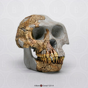 Ardipithecus skull cast cranium replica Full-size reconstruction cast reconstruction Updated 2023