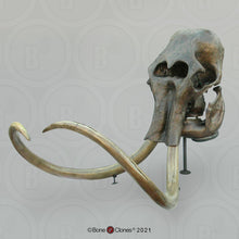 Laden Sie das Bild in den Galerie-Viewer, Mammoth Skull cast replica #2 BC Pleistocene. Ice Age