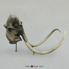 画像をギャラリービューアに読み込む, Mammoth Skull cast replica #2 BC Pleistocene. Ice Age