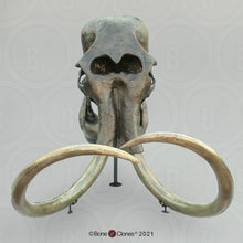 画像をギャラリービューアに読み込む, Mammoth Skull cast replica #2 BC Pleistocene. Ice Age