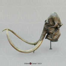 Cargar imagen en el visor de la galería, Mammoth Skull cast replica #2 BC Pleistocene. Ice Age