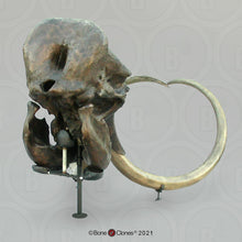 Load image into Gallery viewer, Mammoth Skull cast replica #2 BC Pleistocene. Ice Age