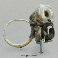 Laden Sie das Bild in den Galerie-Viewer, Mammoth Skull cast replica #2 BC Pleistocene. Ice Age