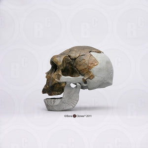 Bodo Skull and jaw Homo heidelbergensis  cranium replica Full-size cast 2023