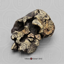 Charger l&#39;image dans la galerie, Kenyanthropus platyops cranium replica Full-size reconstruction cast reconstruction