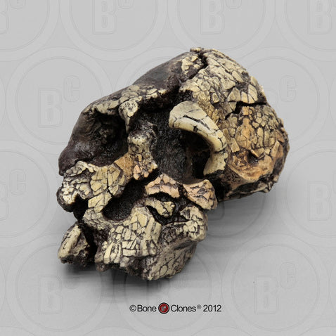Kenyanthropus platyops cranium replica Full-size reconstruction cast reconstruction