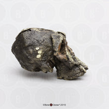 Load image into Gallery viewer, Kenyanthropus platyops cranium replica Full-size reconstruction cast reconstruction
