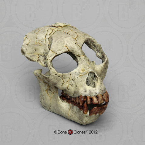Proconsul africanus skull cranium replica Full-size reconstruction cast reconstruction