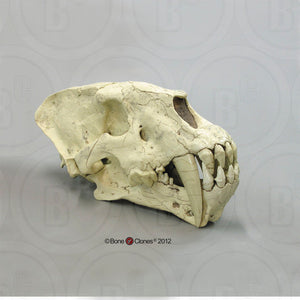 Homotherium cf. crenatidens Skull
Cast replica.