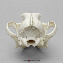 Load image into Gallery viewer, Red Wolf Skull BC-147, Canis Rufus, Osteological Reproductions Updated 2023
