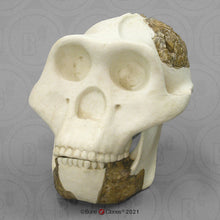 Load image into Gallery viewer, Meganthropus skull cast reconstruction 2023 price