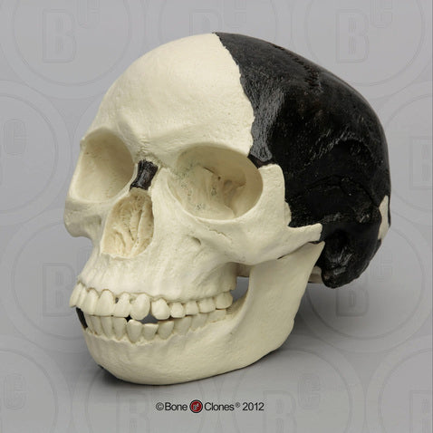Piltdown man skull cranium replica Full-size reconstruction cast reconstruction