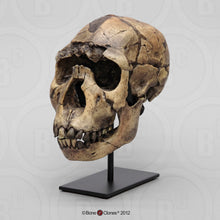 Load image into Gallery viewer, Homo ergaster Nariokotome cranium replica Full-size reconstruction cast reconstruction