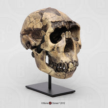 Charger l&#39;image dans la galerie, Homo ergaster Nariokotome cranium replica Full-size reconstruction cast reconstruction