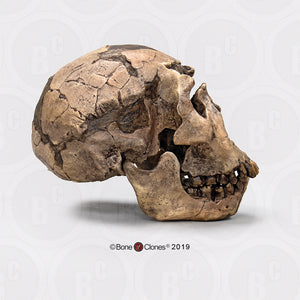 Homo ergaster Nariokotome cranium replica Full-size reconstruction cast reconstruction