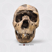 Load image into Gallery viewer, Homo ergaster Nariokotome cranium replica Full-size reconstruction cast reconstruction