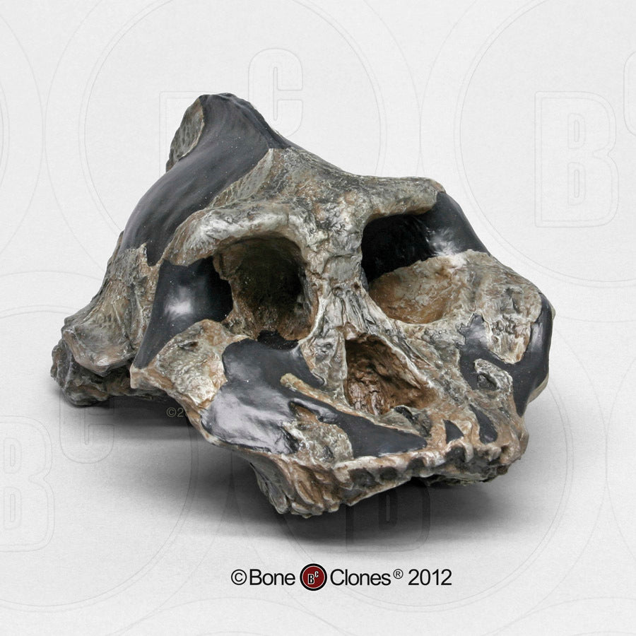 Australopithecus aethiopicus skull cast reconstruction 2022 Price