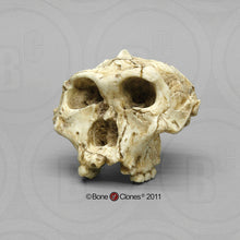 Laden Sie das Bild in den Galerie-Viewer, SK-48 Hominid skull cast replica