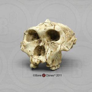 SK-48 Hominid skull cast replica