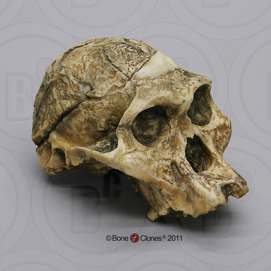 Australopithecus africanus STS 5 Mrs  Ples cranium replica Full-size reconstruction cast reconstruction