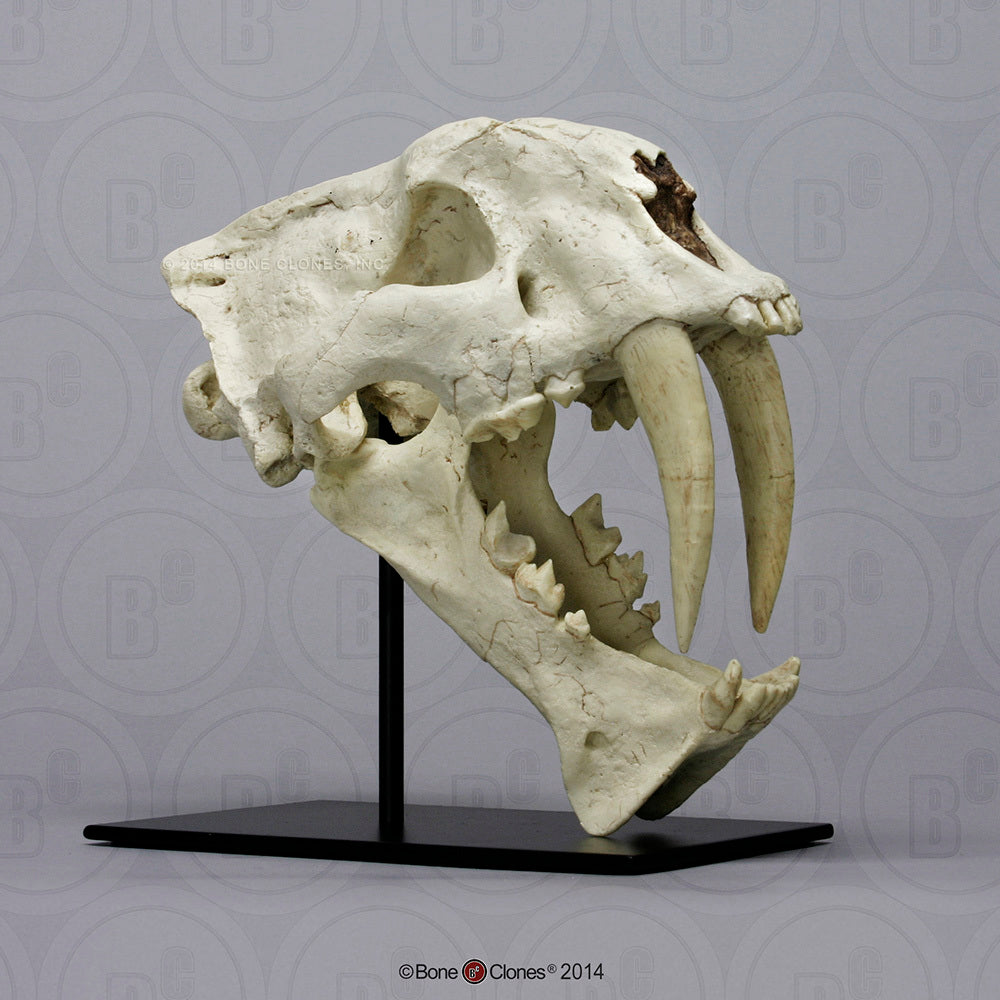 Megantereon nihowanensis Skull #1 cast replica reproduction 2023